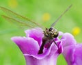 Purple gloxinia blooms beautifully and the dragonfly liked