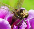 Purple gloxinia blooms beautifully and the dragonfly liked