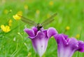 Purple gloxinia blooms beautifully and the dragonfly liked