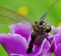 Purple gloxinia blooms beautifully and the dragonfly liked