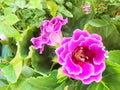 Purple Gloxinia flower