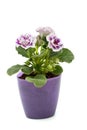 Purple Gloxinia flowers Royalty Free Stock Photo