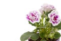 Purple Gloxinia flowers