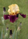 Purple And Gold Bearded Iris Flower