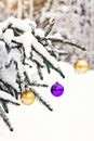 Purple and gold Christmas balls on a snow-covered fir branch. Christmas tree and Christmas decorations Royalty Free Stock Photo