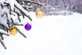 Purple and gold Christmas balls on a snow-covered fir branch. Christmas tree and Christmas decorations Royalty Free Stock Photo