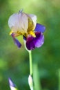 Purple Gold and Light tan Tall Bearded Iris Blossom