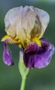 Purple Gold and Light Blue Tall Bearded Iris Blossom