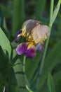 Purple Gold And Light Blue Tall Bearded Iris Blossom