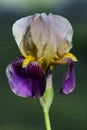 Purple Gold And Light Tan Tall Bearded Iris Blossom