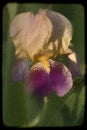Purple Gold And Light Tan Tall Bearded Iris Blossom