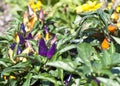 Purple and Gold Ornamental Peppers Royalty Free Stock Photo