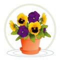 Purple & Gold Pansies in Flowerpot
