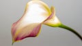 A purple and golden calla lily against a white background.