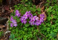 Purple golden eyed Primrose flower, Primual calderiana, high altitude primrose found in the Himalayas. At trekking route Varsey