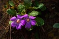 Purple golden eyed Primrose flower, Primual calderiana, high altitude primrose found in the Himalayas. At trekking route Varsey