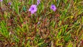 Purple golden flowers planted in office plants