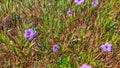 Purple golden flowers planted in office plants