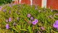 Purple golden flowers planted in office plants