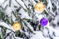 Purple and gold Christmas balls on a snow-covered fir branch. Christmas tree and Christmas decorations Royalty Free Stock Photo