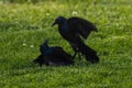 Purple Grackles Fighting in the grass Royalty Free Stock Photo