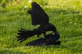 Purple Grackles Fighting in the grass Royalty Free Stock Photo