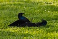 Purple Grackles Fighting in the grass Royalty Free Stock Photo