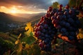 Purple grape bunches hanging on vines with green leaves on a mountain overlooking a valley with vineyards. Sunset with orange