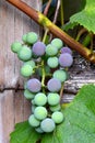 Purple and Green Grape Cluster 02 Royalty Free Stock Photo
