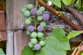 Purple and Green Grape Cluster 04 Royalty Free Stock Photo