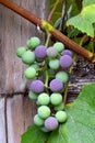 Purple and Green Grape Cluster 23 Royalty Free Stock Photo