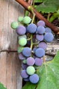 Purple and Green Grape Cluster 24 Royalty Free Stock Photo