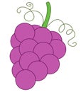 Purple grape clean line drawing