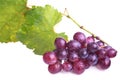 Purple grapes