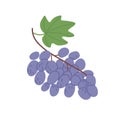 Purple grapes bunch hanging and growing on branch with leaf. Fresh ripe berry cluster on twig. Flat vector illustration of sweet