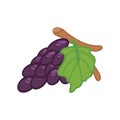 Purple grapes in a bunch Isolated on a white background, vector illustration Royalty Free Stock Photo