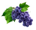 Purple grapes bunch on white background Royalty Free Stock Photo