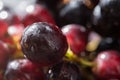 Purple grapes close-up in water droplets. Grape berries in selective focus Royalty Free Stock Photo