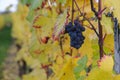 Purple grapes and colorful wine leafs