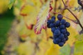 Purple grapes and colorful wine leafs