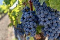 Grapes on the vine in a vineyard Royalty Free Stock Photo