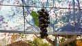 Purple grapes hanging from a branch. Bunch of juicy grapes in the vineyard Royalty Free Stock Photo