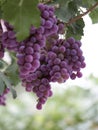 Purple grapes, hanging on grape tree Royalty Free Stock Photo