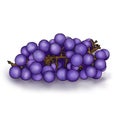 Purple Grapes Illustration Bunch of purple on white background Royalty Free Stock Photo