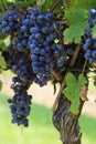 Purple Grapes Ready to Harvest Hanging on a Grapevine Royalty Free Stock Photo