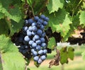 Purple Grapes Ready to Harvest Hanging on a Grapevine Royalty Free Stock Photo