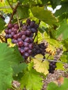 Purple grapes ripen on the branches of the vineyard in autumn Royalty Free Stock Photo