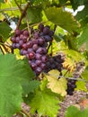 Purple grapes ripen on the branches of the vineyard in autumn Royalty Free Stock Photo