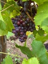 Purple grapes ripen on the branches of the vineyard in autumn Royalty Free Stock Photo