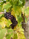Purple grapes ripen on the branches of the vineyard in autumn Royalty Free Stock Photo